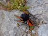 Philaeus chrysops